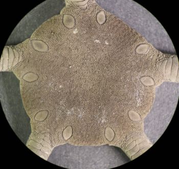 Media type: image; Invertebrate Zoology OPH-5695